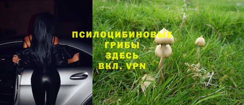 Псилоцибиновые грибы Psilocybe  KRAKEN как войти  Бобров 